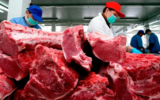 Honduras exportación de carne